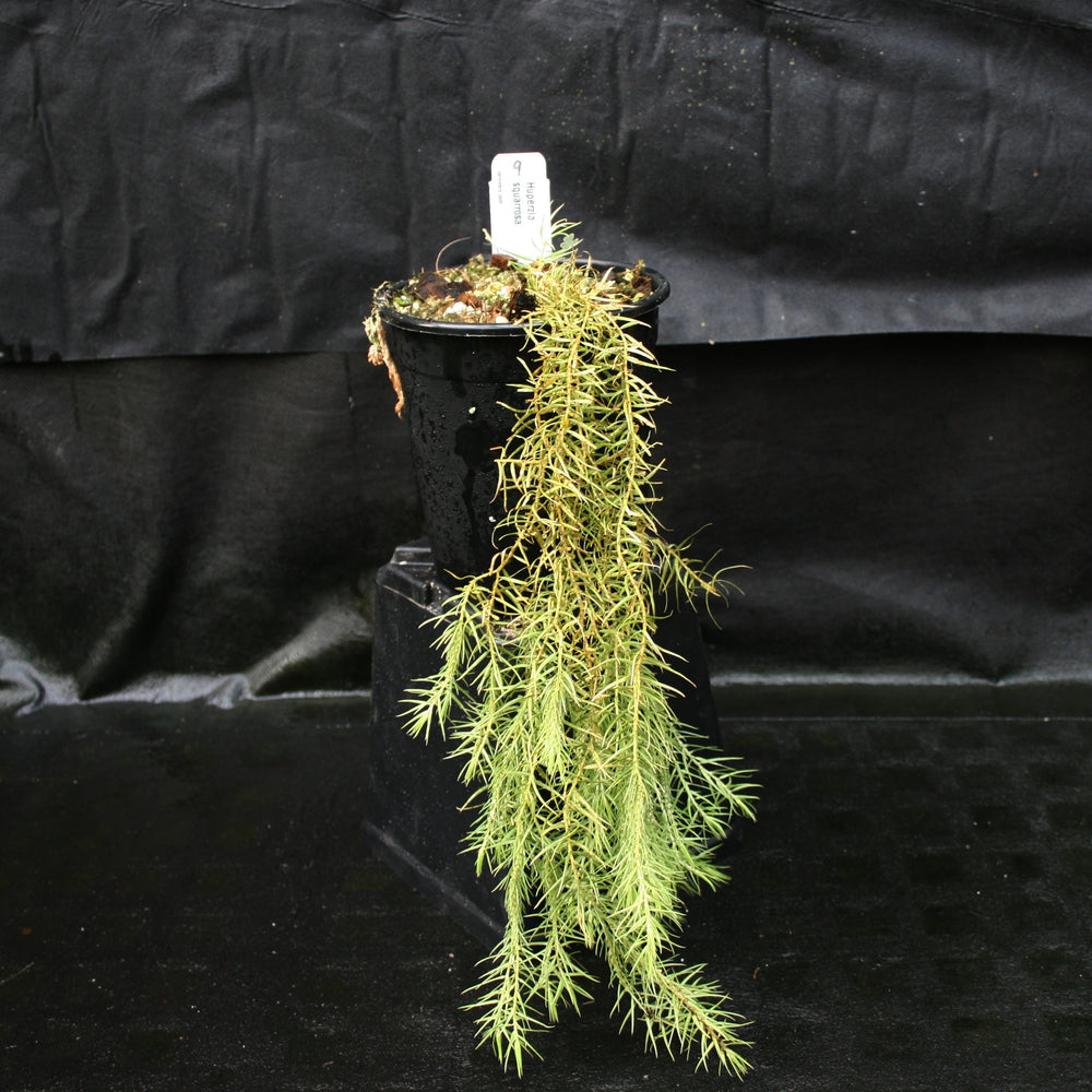 
                      
                        Huperzia linifolia
                      
                    