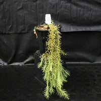 Huperzia linifolia