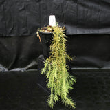 Huperzia linifolia