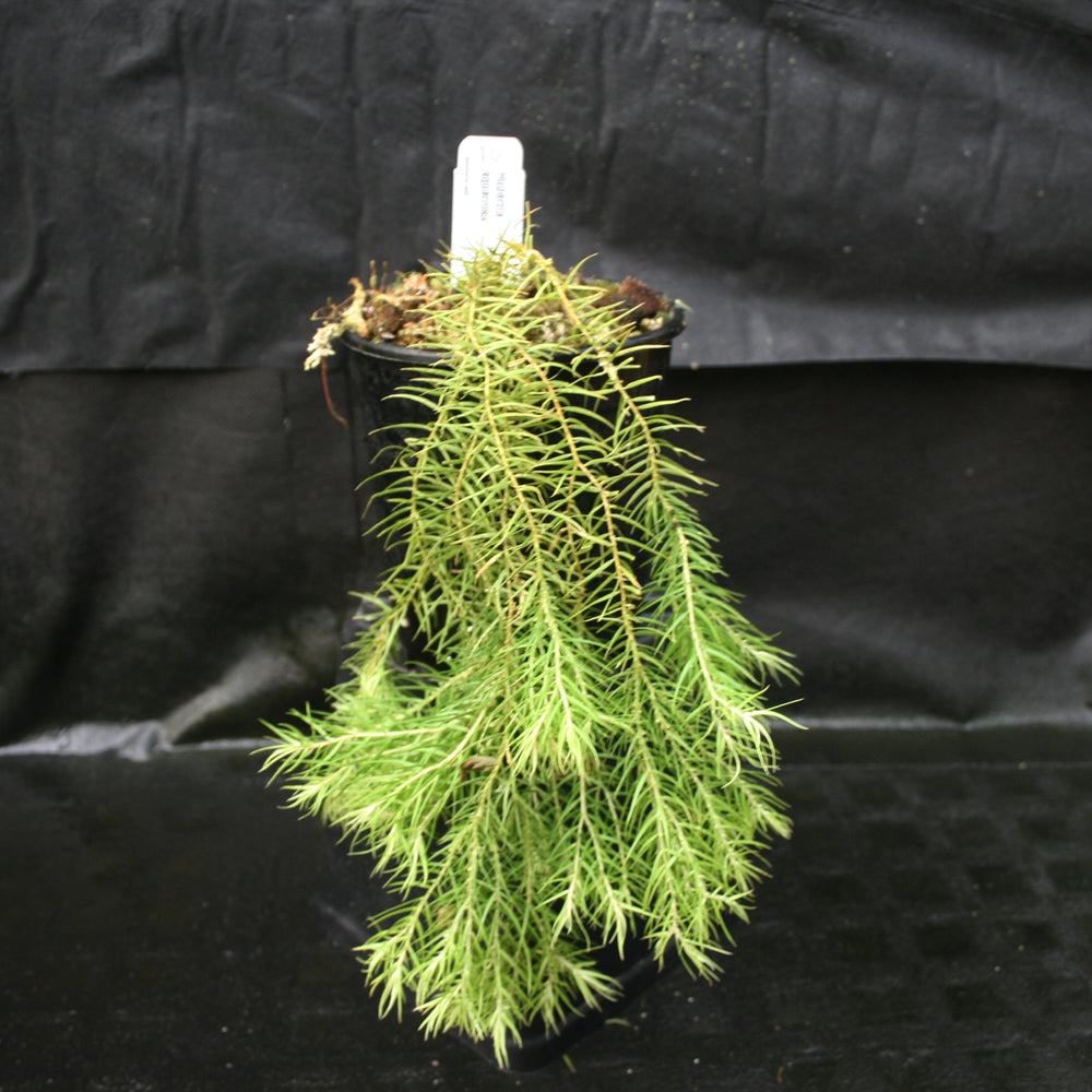 
                      
                        Huperzia linifolia
                      
                    