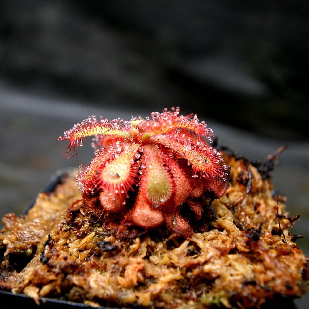
                      
                        Drosera venusta, Elegant Sundew
                      
                    