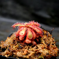 Drosera venusta