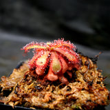 Drosera venusta, Elegant Sundew