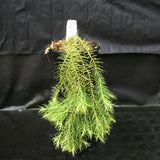 Huperzia linifolia