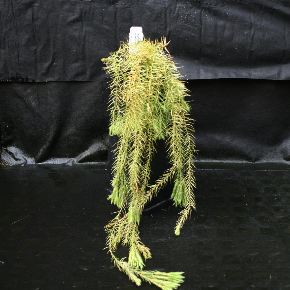 
                      
                        Huperzia linifolia
                      
                    