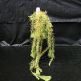 Huperzia linifolia
