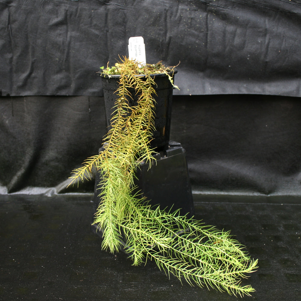 
                      
                        Huperzia linifolia
                      
                    
