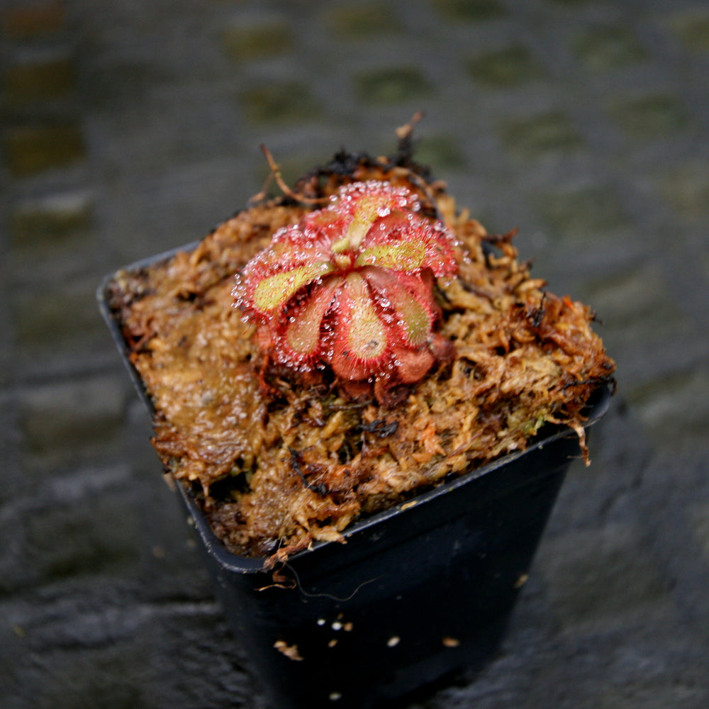 
                      
                        Drosera venusta, Elegant Sundew
                      
                    