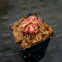 Drosera venusta