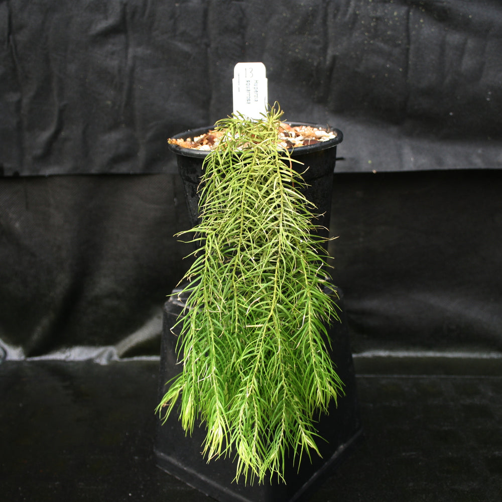 
                      
                        Huperzia linifolia
                      
                    