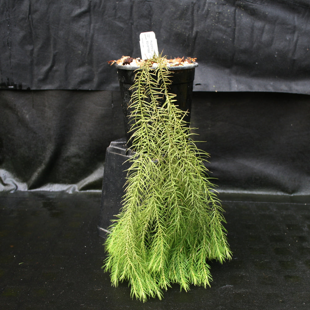 
                      
                        Huperzia linifolia
                      
                    