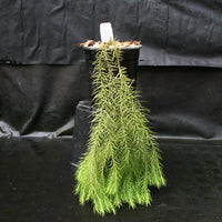 Huperzia linifolia