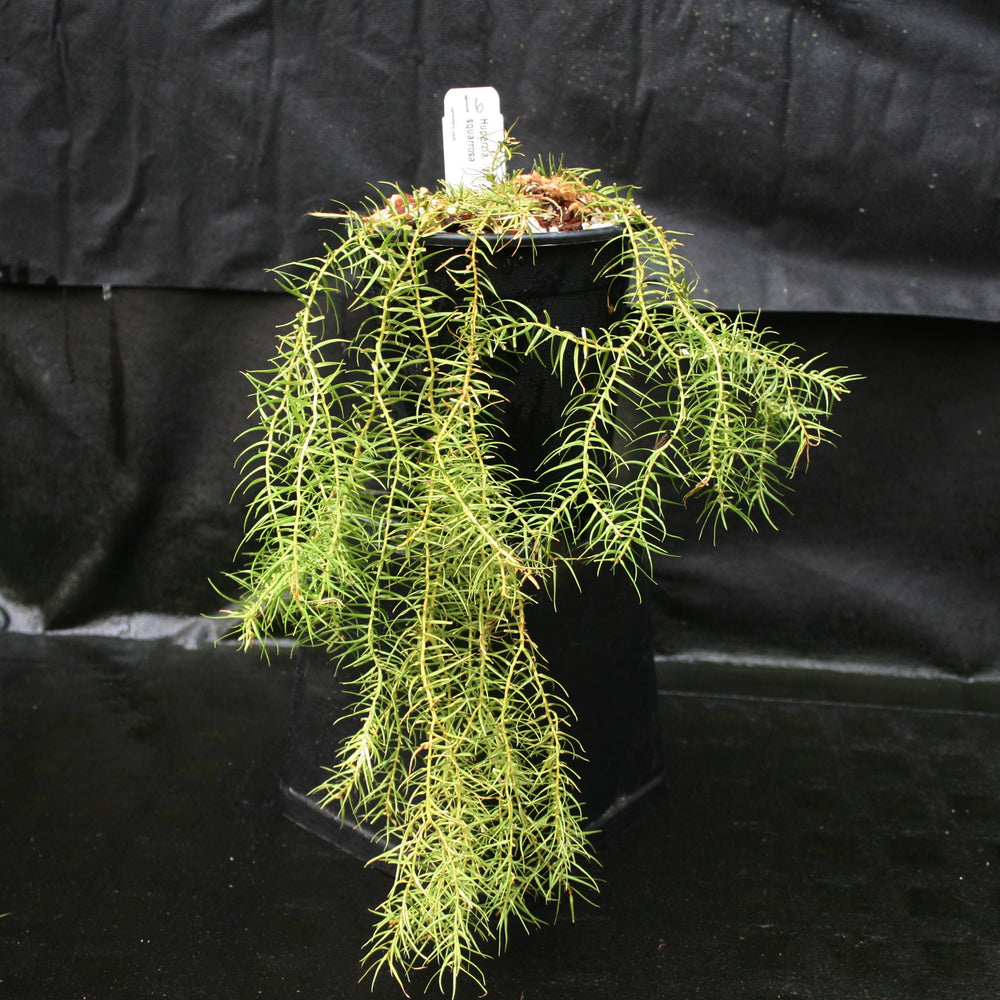 
                      
                        Huperzia linifolia
                      
                    