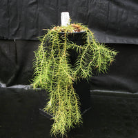 Huperzia linifolia