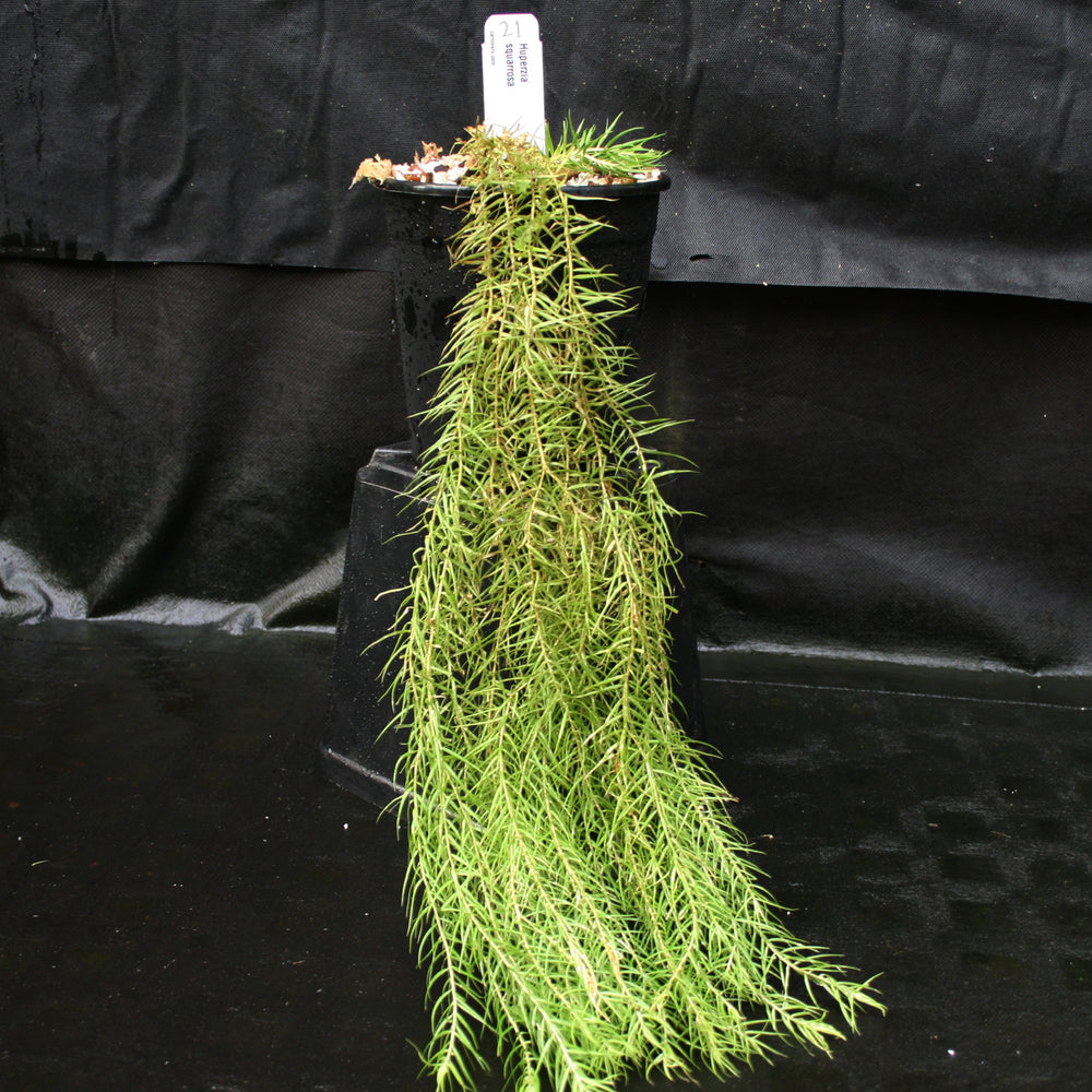 
                      
                        Huperzia linifolia
                      
                    