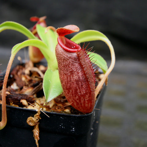 Red ribbed Nepenthes x Trusmadiensis x aristolochioides pitcher with spiny fringe and green leaves in a pot