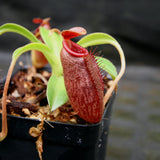 Nepenthes x Trusmadiensis x aristolochioides