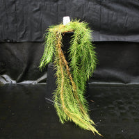 Huperzia linifolia