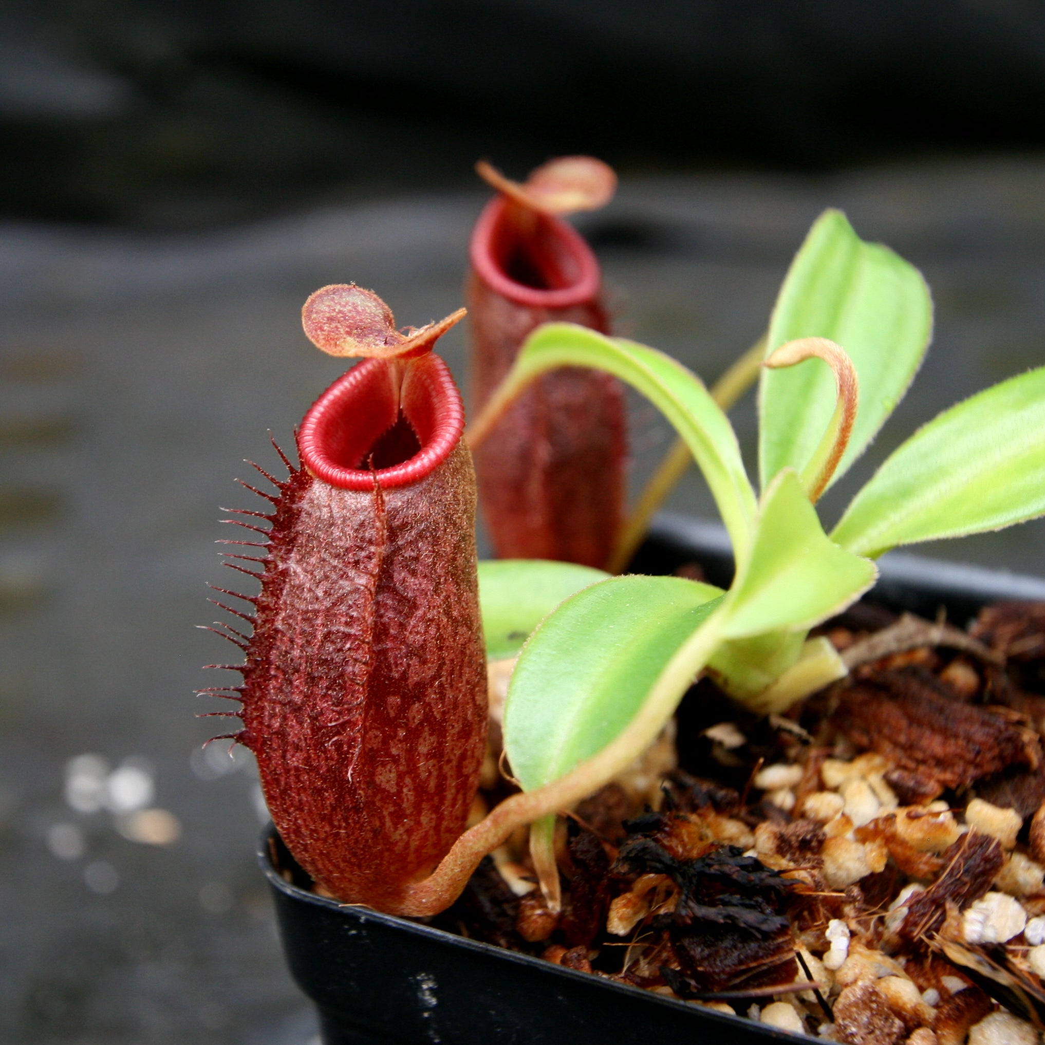 Nepenthes x Trusmadiensis x aristolochioides – Carnivero