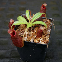 Nepenthes x Trusmadiensis x aristolochioides