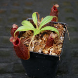 Nepenthes x Trusmadiensis x aristolochioides