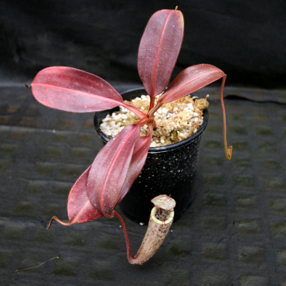 
                      
                        Nepenthes burbidgeae
                      
                    