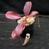 Nepenthes burbidgeae