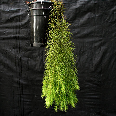 Huperzia linifolia hanging plant with long trailing feathery green fronds against a black backdrop