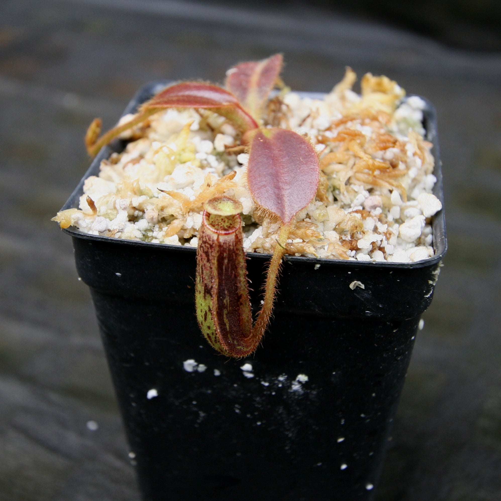 Nepenthes mollis – Carnivero