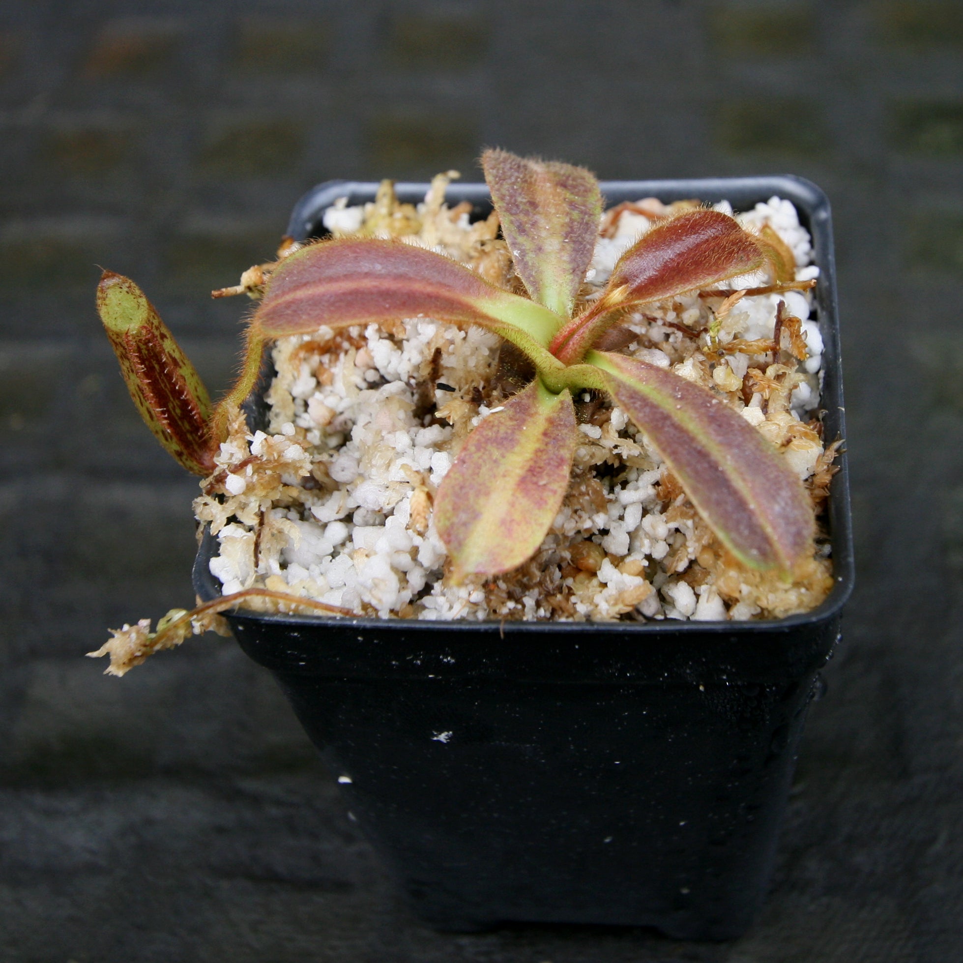 Nepenthes mollis – Carnivero