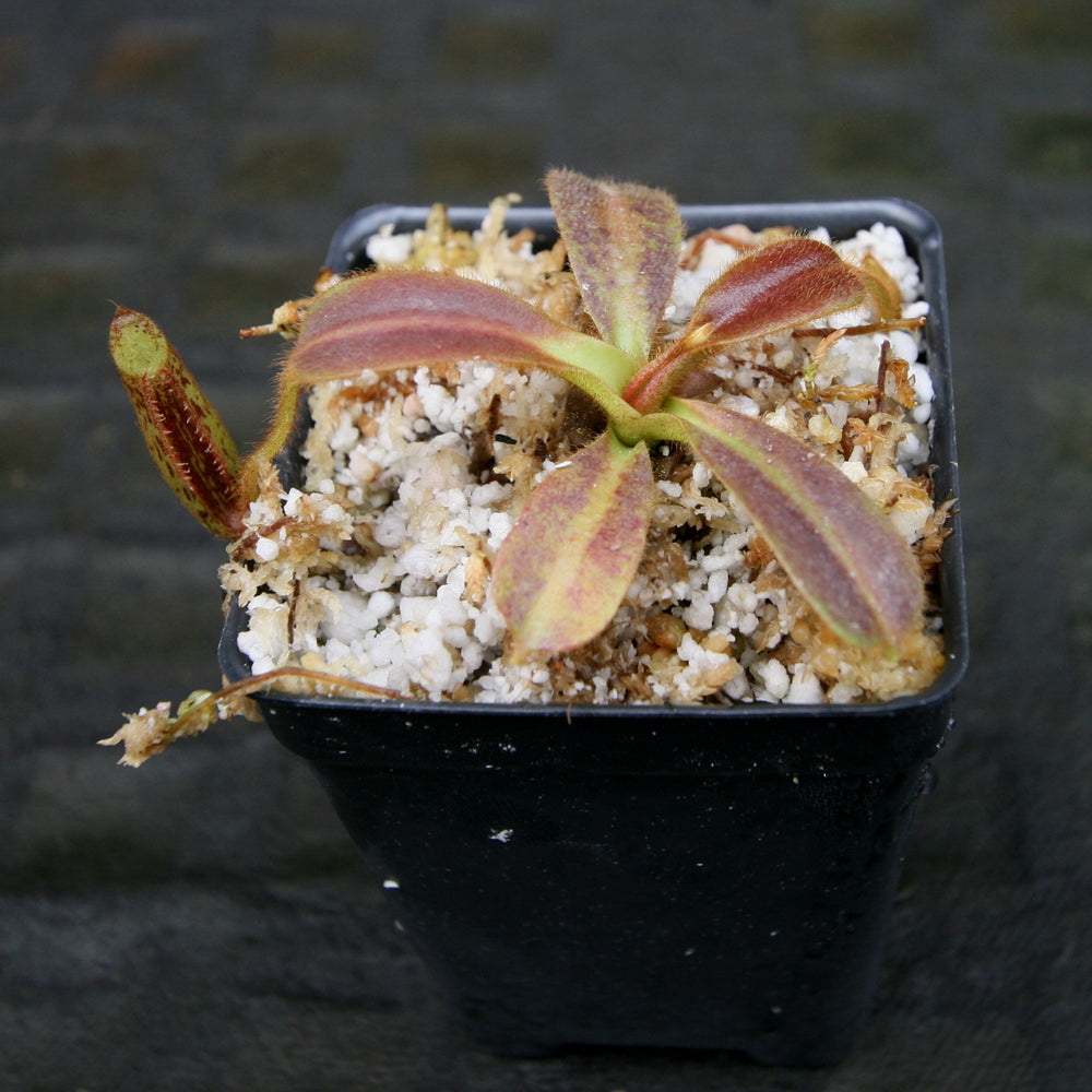 
                      
                        Nepenthes mollis (formerly Nepenthes hurrelliana)
                      
                    