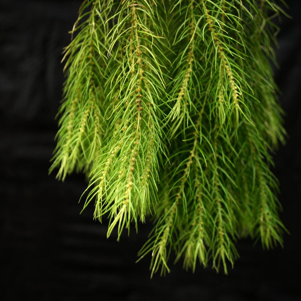
                      
                        Huperzia linifolia
                      
                    