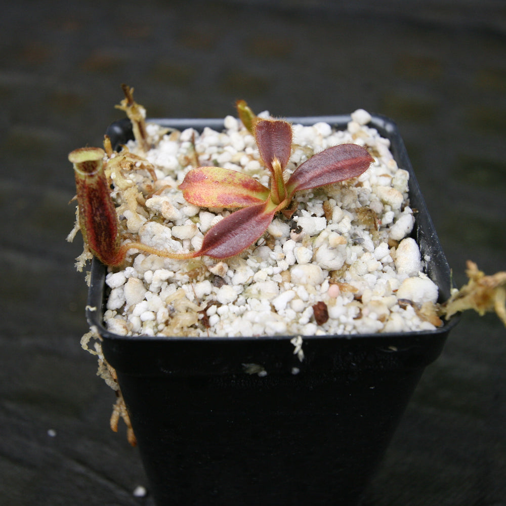
                      
                        Nepenthes mollis (formerly Nepenthes hurrelliana)
                      
                    