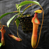 Nepenthes edwardsiana