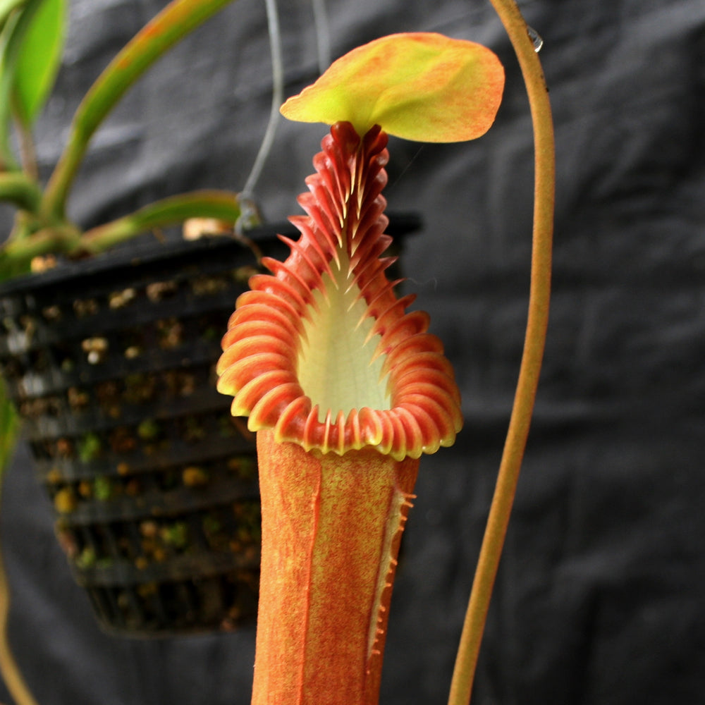 
                      
                        Nepenthes edwardsiana
                      
                    