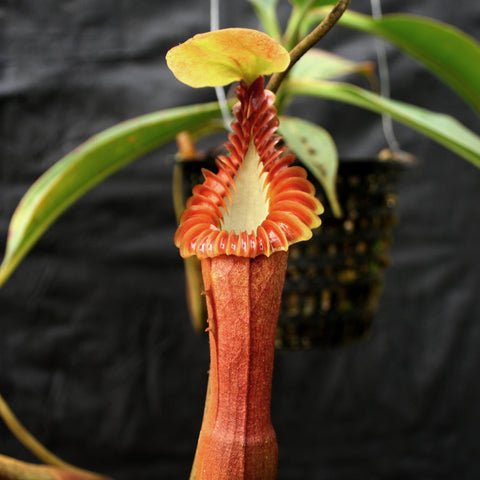 Nepenthes edwardsiana pitcher plant with a tall red tubular pitcher and pinkish peristome against a dark background.