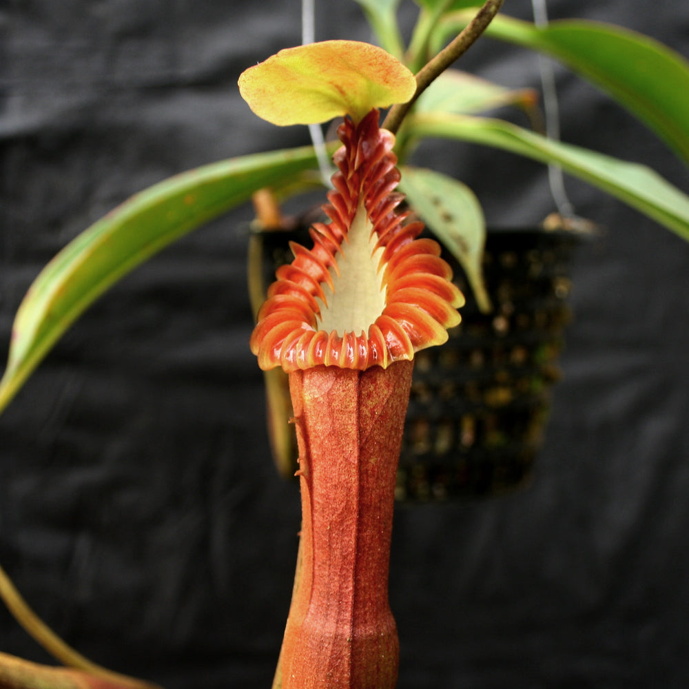 Nepenthes edwardsiana