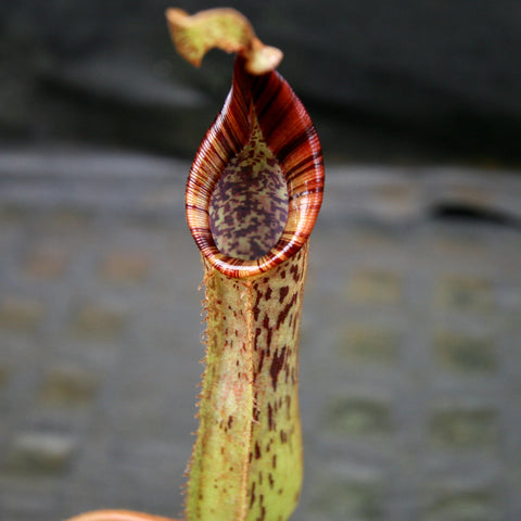 Close up of Nepenthes epiphytica x mollis pitcher with red striped rim and speckled interior.