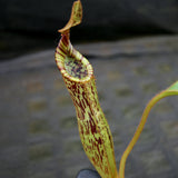 Nepenthes epiphytica x mollis