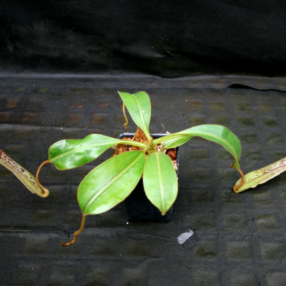 
                      
                        Nepenthes epiphytica x mollis
                      
                    