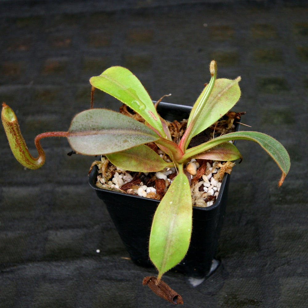 
                      
                        Nepenthes epiphytica x mollis
                      
                    