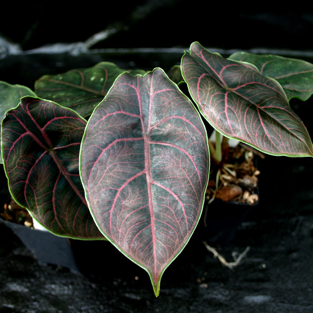 
                      
                        Alocasia azlanii, Jewel Alocasia
                      
                    