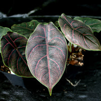 Alocasia azlanii, Jewel Alocasia