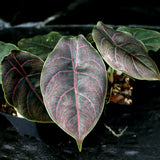 Alocasia azlanii, Jewel Alocasia