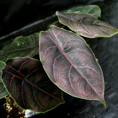 Jewel Alocasia leaf with dark green surface pink veins and bright green edge
