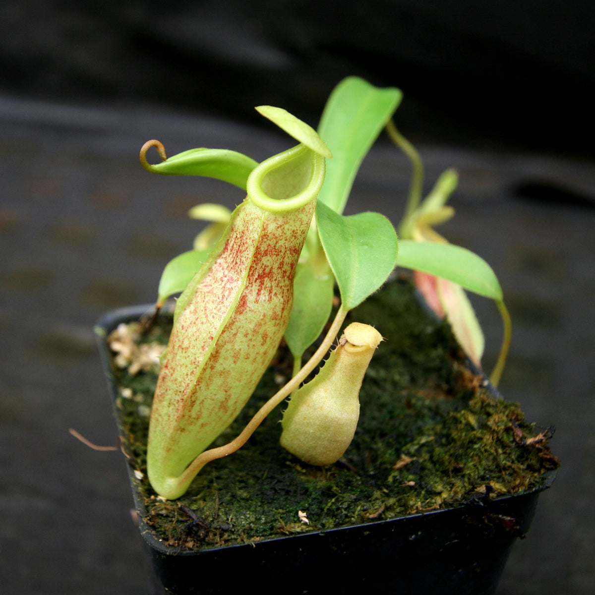 Nepenthes eustachya x (spathulata x jacquelineae), CAR-0270 – Carnivero