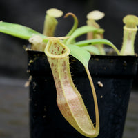 Nepenthes eustachya x (spathulata x jacquelineae), CAR-0270