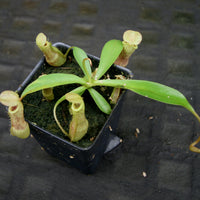 Nepenthes eustachya x (spathulata x jacquelineae), CAR-0270