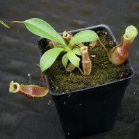 Nepenthes eustachya x (spathulata x jacquelineae), CAR-0270
