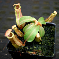 Nepenthes [(Rokko x boschiana) x veitchii] x veitchii "The Wave" , CAR-0271